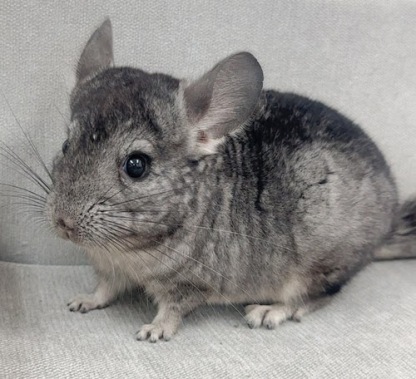 チンチラ（グレー）Cg-F788