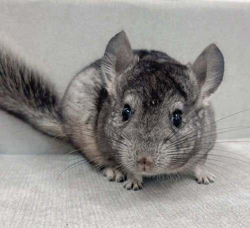 チンチラ（グレー）Cg-F788