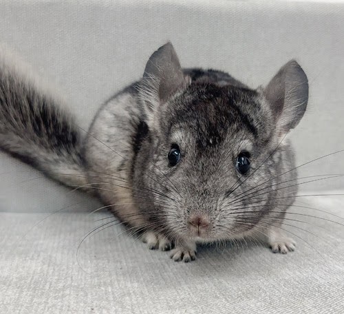 チンチラ（グレー）Cg-F788