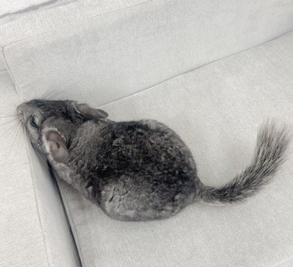 チンチラ（グレー）Cg-F788