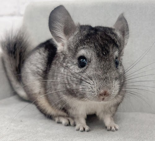 チンチラ（グレー）Cg-F788