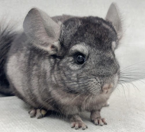 チンチラ（グレーエボニー）Cge-M756