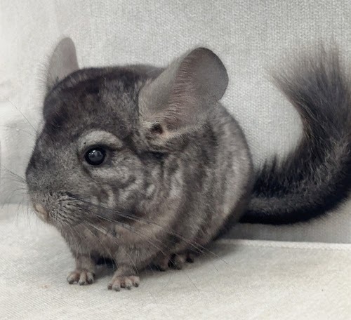 チンチラ（グレーエボニー）Cge-M756