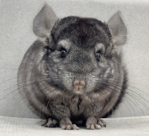 チンチラ（グレーエボニー）Cge-M756