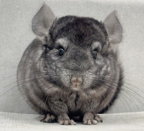 チンチラ（グレーエボニー）Cge-M756