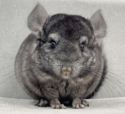 チンチラ（グレーエボニー）Cge-M756