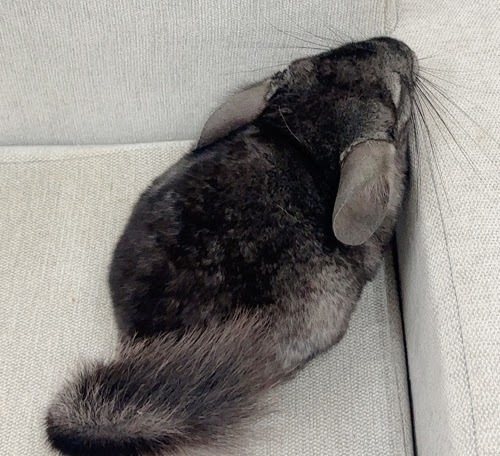 チンチラ（グレーエボニー）Cge-M756