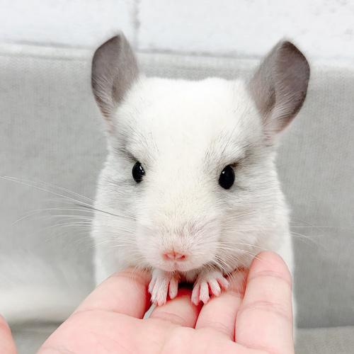 チンチラ（パイド）Cp-F766