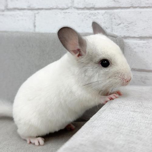 チンチラ（パイド）Cp-F766