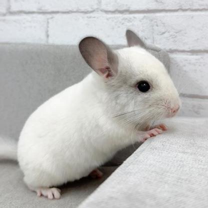 チンチラ（パイド）Cp-F766