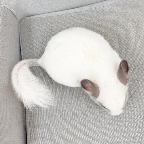 チンチラ（パイド）Cp-F766