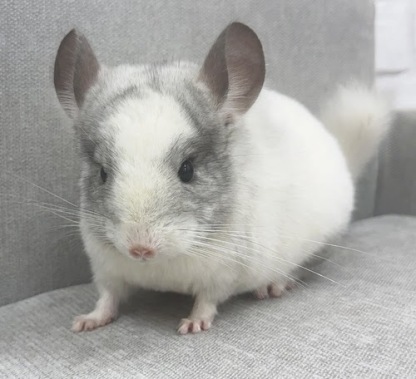 チンチラ（パイド）Cp-F779