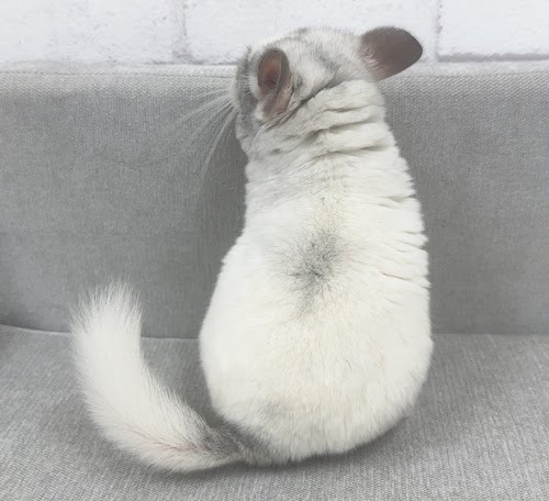 チンチラ（パイド）Cp-F779