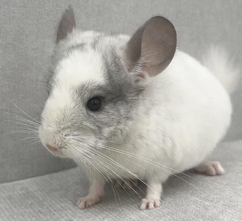 チンチラ（パイド）Cp-F779