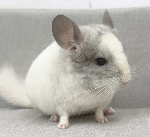 チンチラ（パイド）Cp-F779