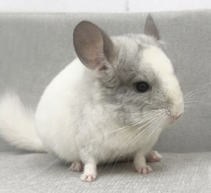 チンチラ（パイド）Cp-F779