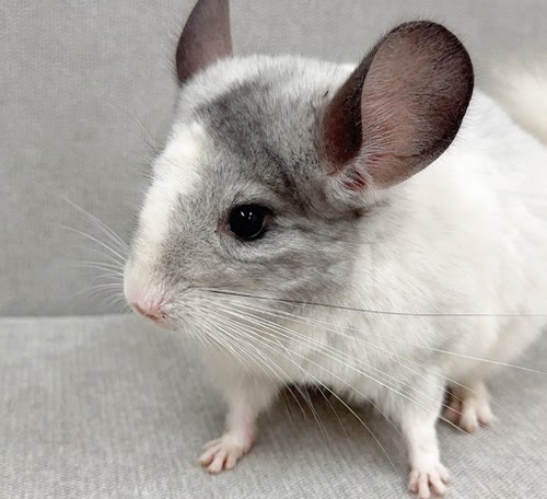 チンチラ（パイド）Cp-F785