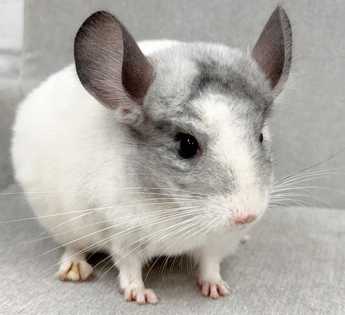 チンチラ（パイド）Cp-F785