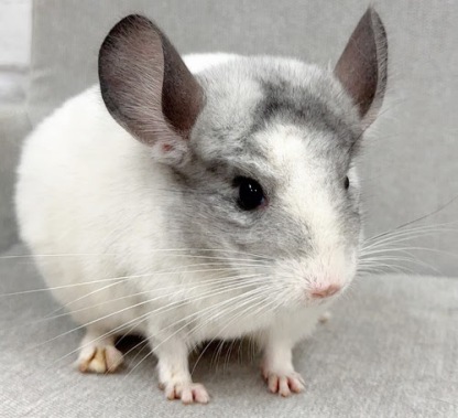 チンチラ（パイド）Cp-F785