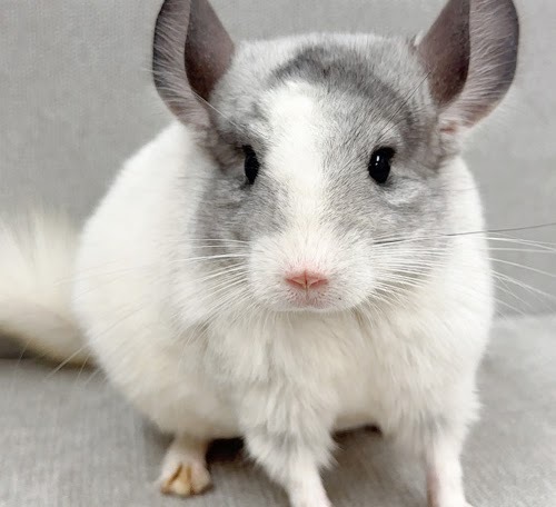 チンチラ（パイド）Cp-F785