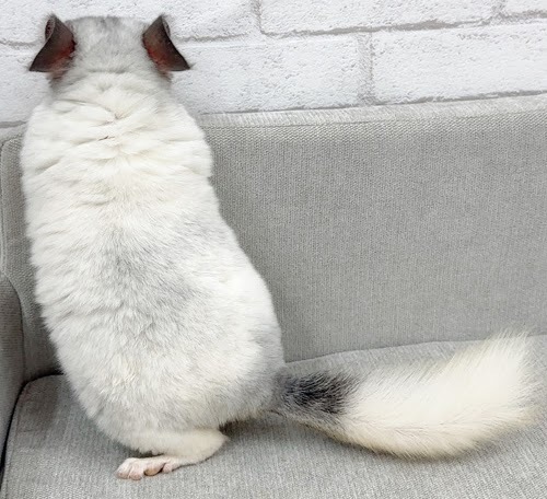 チンチラ（パイド）Cp-F785