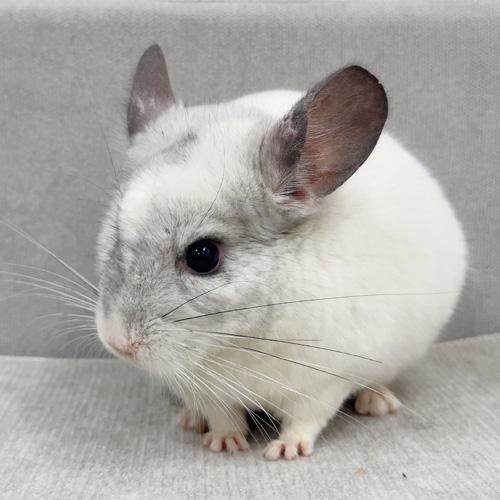 チンチラ（パイド）Cp-M773