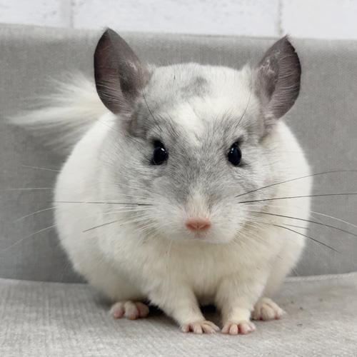 チンチラ（パイド）Cp-M773