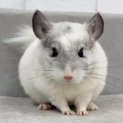 チンチラ（パイド）Cp-M773