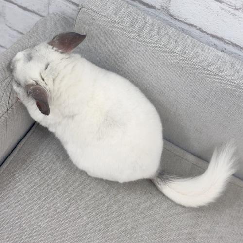 チンチラ（パイド）Cp-M773