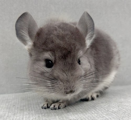 チンチラ（バイオレット）Cv-Ｍ791