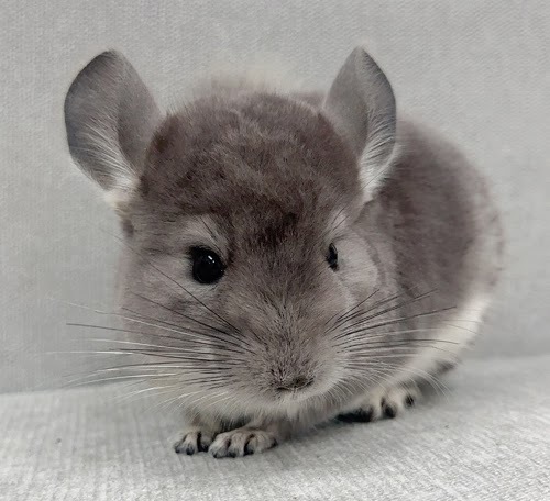 チンチラ（バイオレット）Cv-Ｍ791