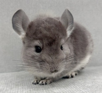 チンチラ（バイオレット）Cv-Ｍ791