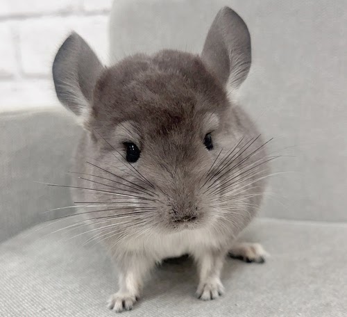 チンチラ（バイオレット）Cv-Ｍ791