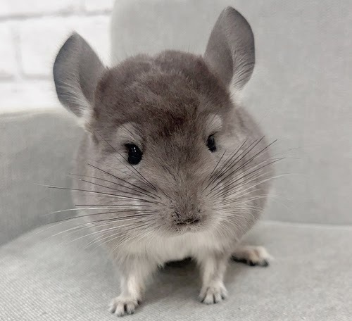 チンチラ（バイオレット）Cv-Ｍ791