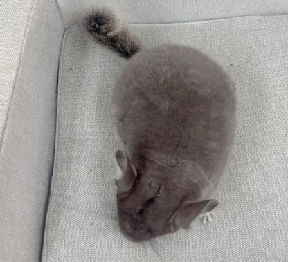 チンチラ（バイオレット）Cv-Ｍ791