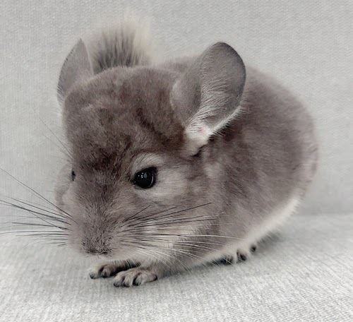 チンチラ（バイオレット）Cv-Ｍ791