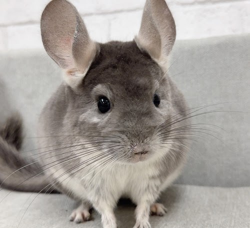 チンチラ（バイオレット）Cv-F730