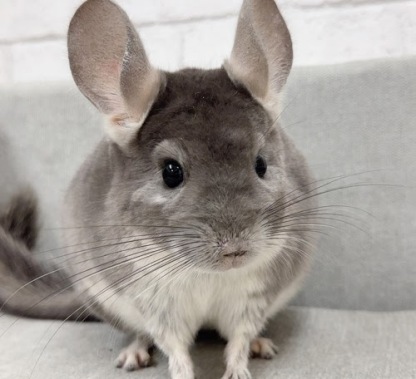 チンチラ（バイオレット）Cv-F730