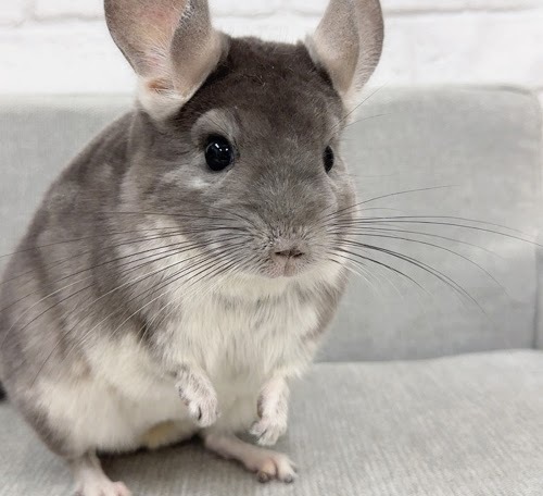 チンチラ（バイオレット）Cv-F730