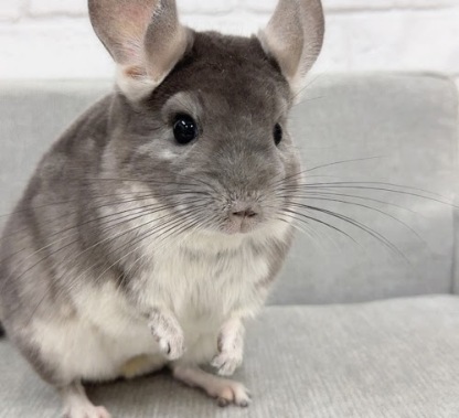 チンチラ（バイオレット）Cv-F730