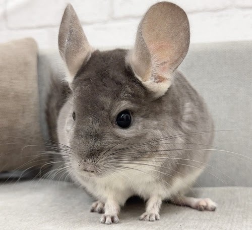 チンチラ（バイオレット）Cv-F730