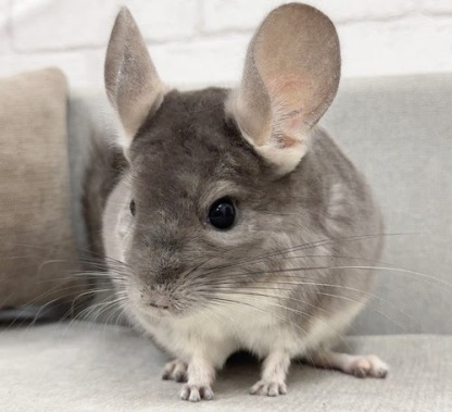 チンチラ（バイオレット）Cv-F730