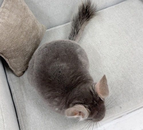 チンチラ（バイオレット）Cv-F730