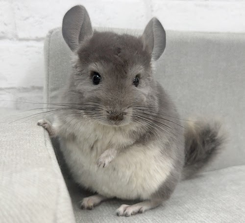 チンチラ（バイオレット）Cv-F780