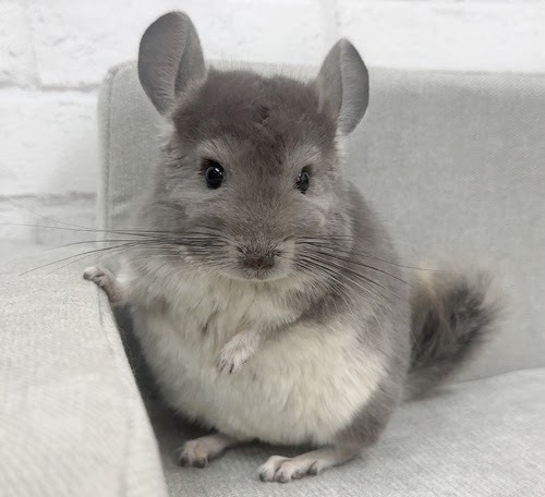 チンチラ（バイオレット）Cv-F780