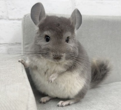 チンチラ（バイオレット）Cv-F780