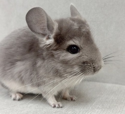 チンチラ（バイオレット）Cv-F780