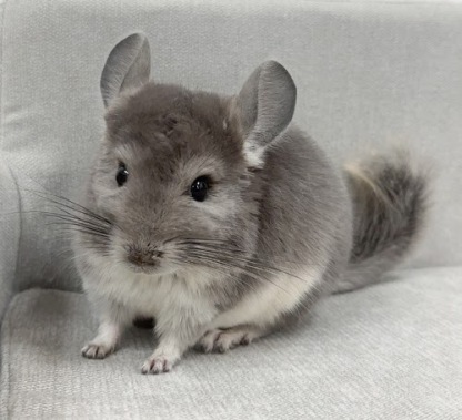 チンチラ（バイオレット）Cv-F780