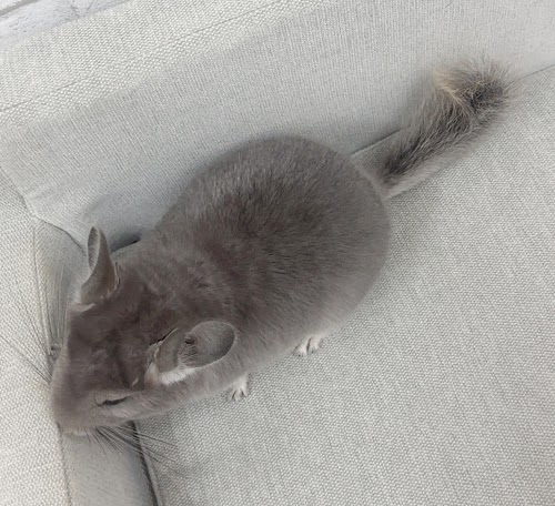 チンチラ（バイオレット）Cv-F780