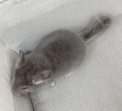 チンチラ（バイオレット）Cv-F780